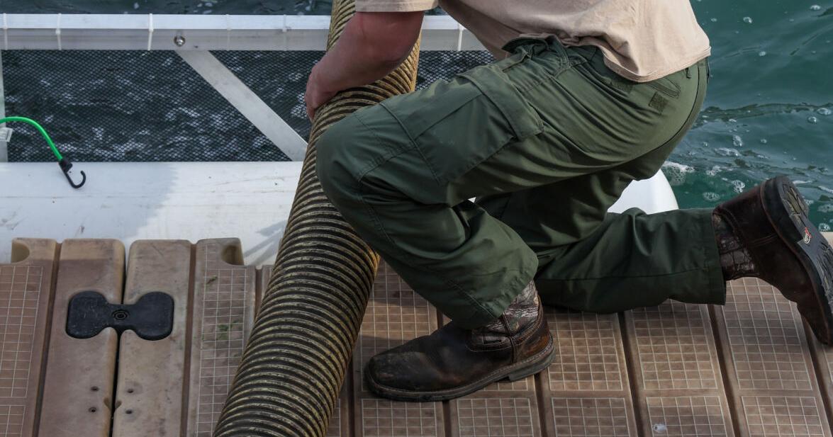 Massive fish release aims to restore king salmon population and deep sea fishing experience in Lake Michigan - Vimarsana News
