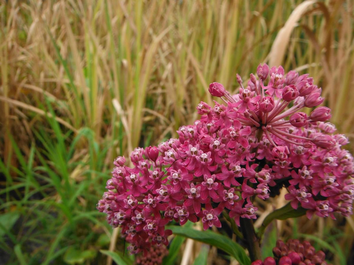 5 plants you can find this weekend at the Indiana Dunes