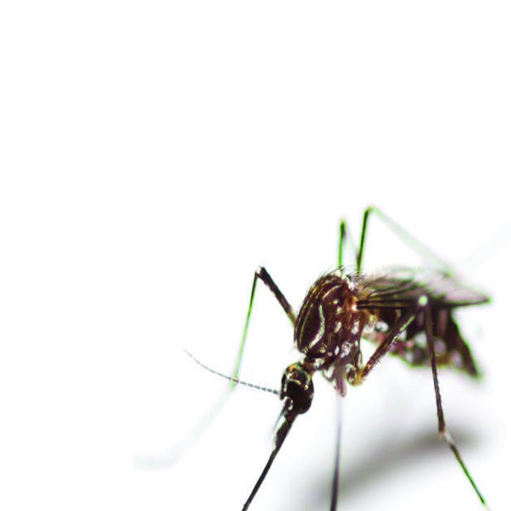 Quinn On Nutrition Bombshell Victoria S Secret Body Mist Among Mosquito Repellents Get Healthy Nwitimes Com