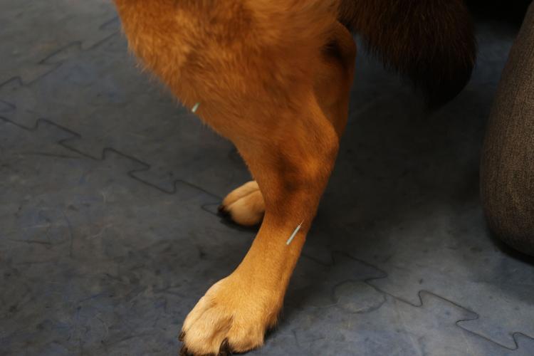 Chiropractic care can help pets with everything from injuries to age-related issues