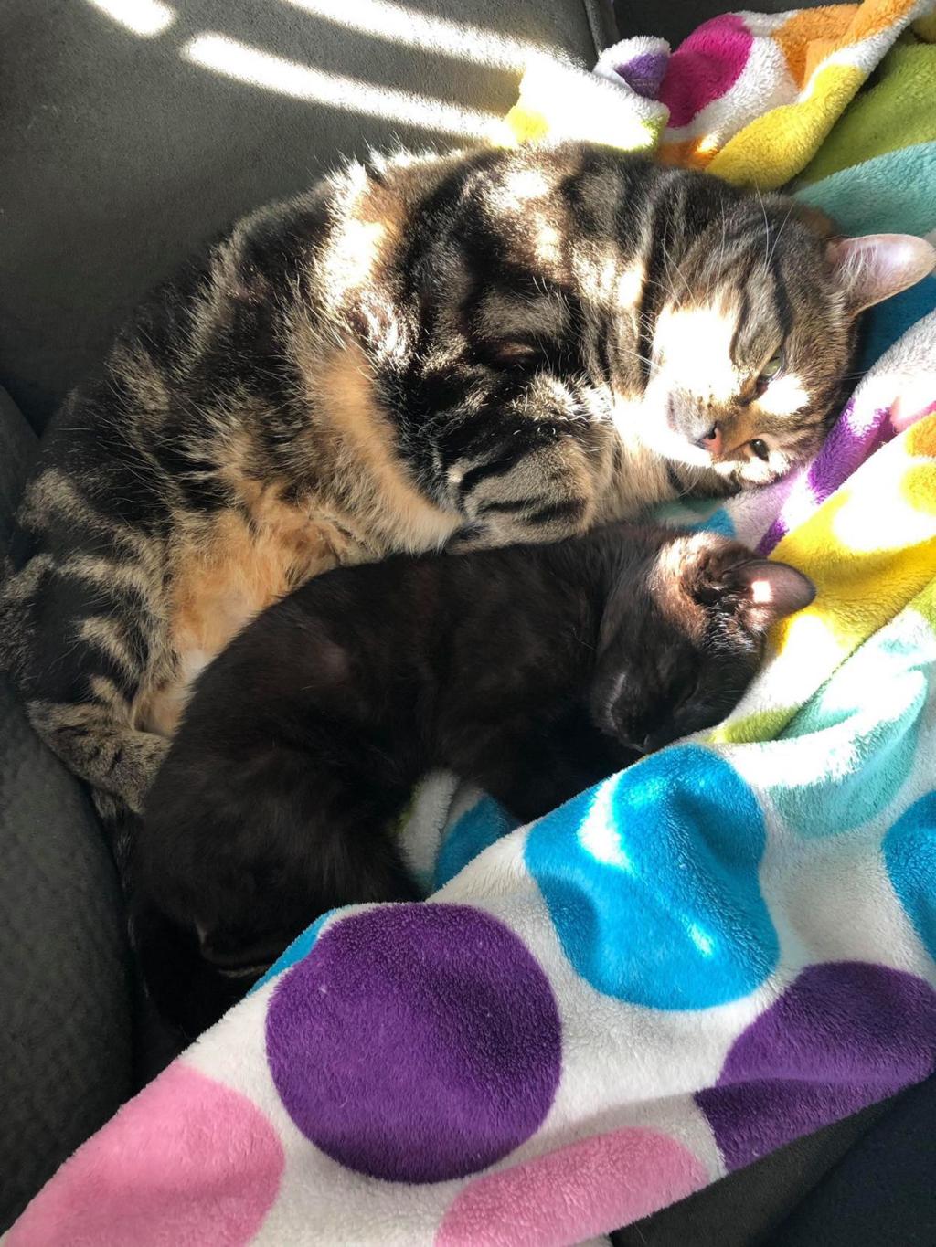 Stray Kitten Finds New Home After Wandering Into Swat Training Zone Lake County News Nwitimes Com