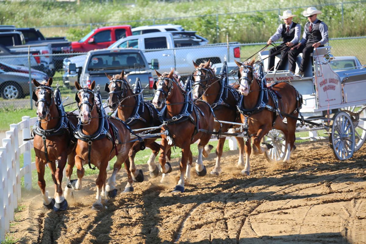 Draft horse competitions show off majesty, agility of big equines