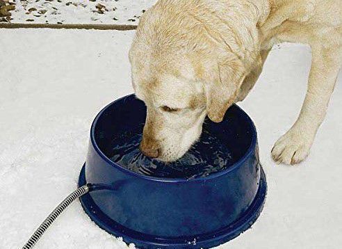 winter dog water bowl