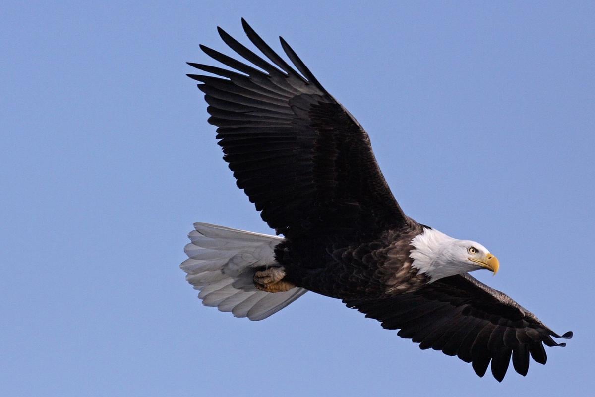 Eagle Watch se llevará a cabo en el Centro de Educación Ambiental de Four Rivers.
