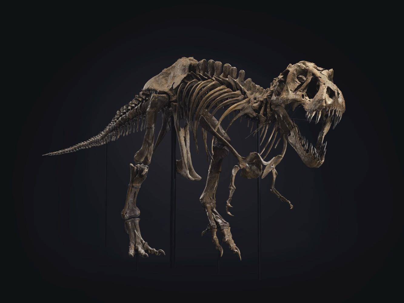 Want to buy a dinosaur? One of the world's biggest T. rex skeletons is up for sale | National