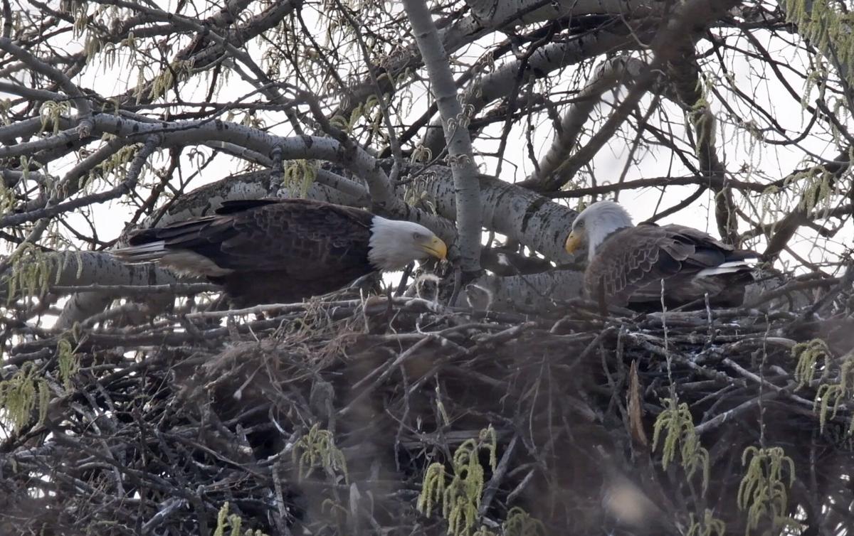 5 eaglets fill aeries at Will County forest preserves