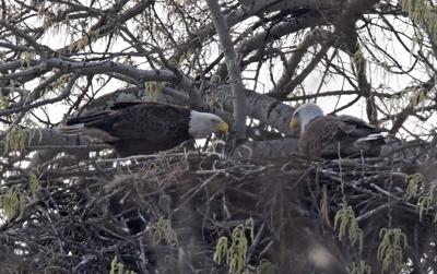 5 eaglets fill aeries at Will County forest preserves