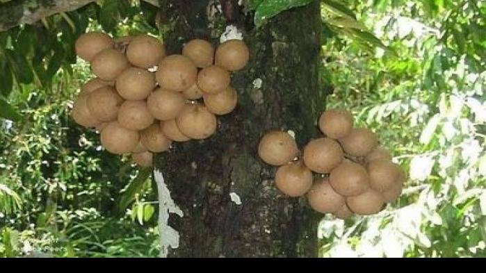 Herbal Healer What is kepel  fruit Healthy Living 