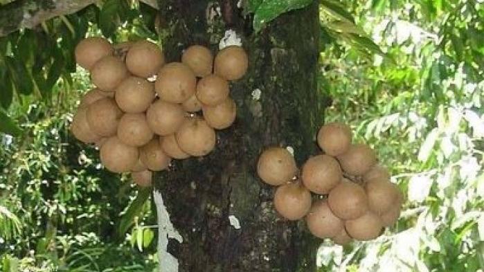 Herbal Healer What is kepel  fruit Healthy Living  Herbal Healer What is kepel  fruit Healthy Living