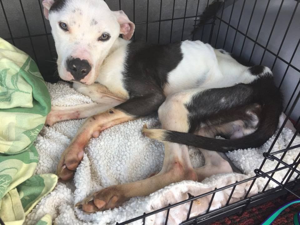 Hobart Humane Society