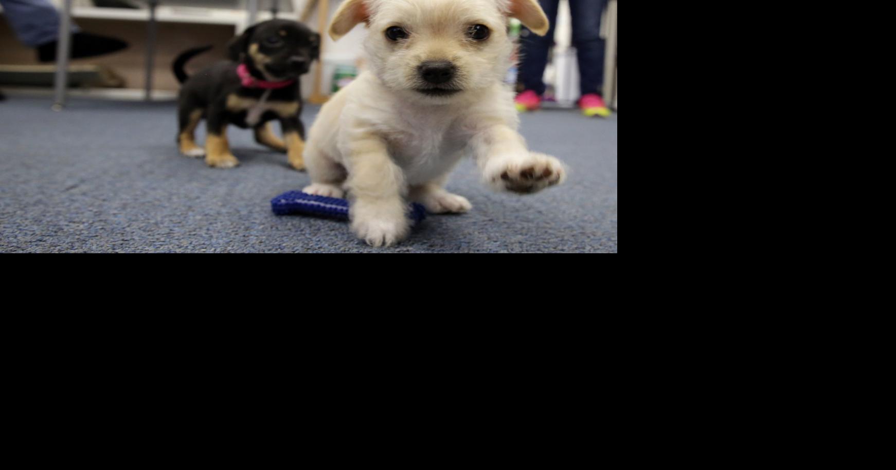 New name for Indiana veterinarian oversight board