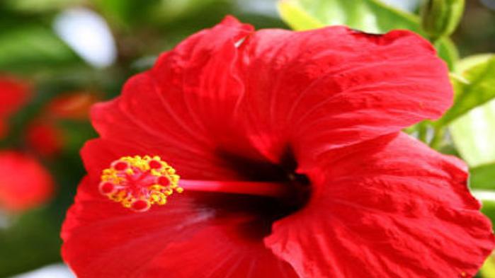 Winterizing Your Plants How To Transition Outdoor Plants Indoors