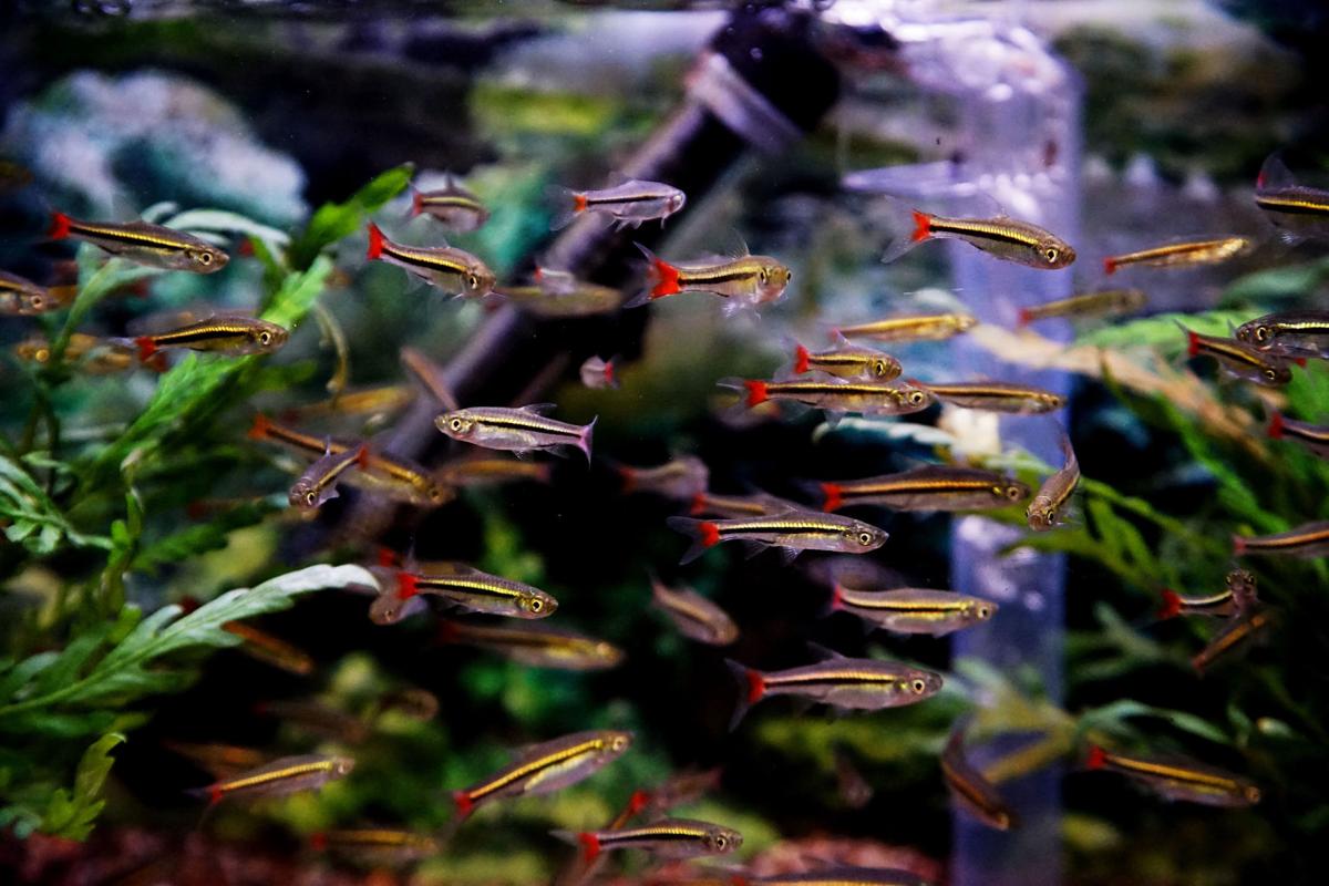 Aquariums Can Ease Stress Build Responsibility Of Caring For Fish Local News Nwitimes Com