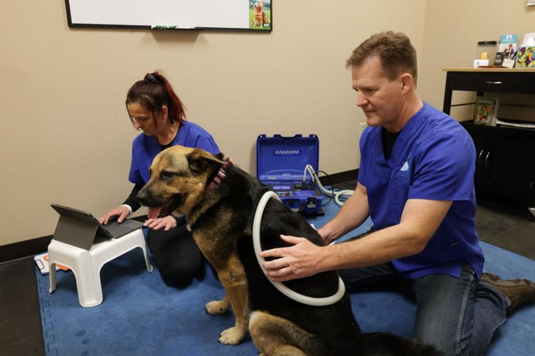 Chiropractic care can help pets with everything from injuries to age-related issues