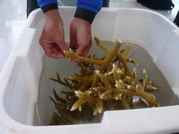 Divers Volunteer On Coral Restoration In Fla Keys