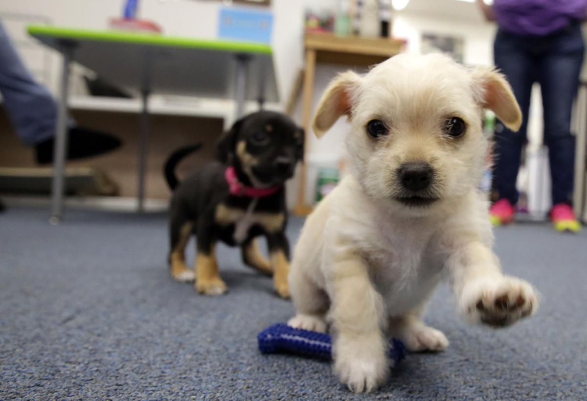 States with Retail Pet Sale Bans