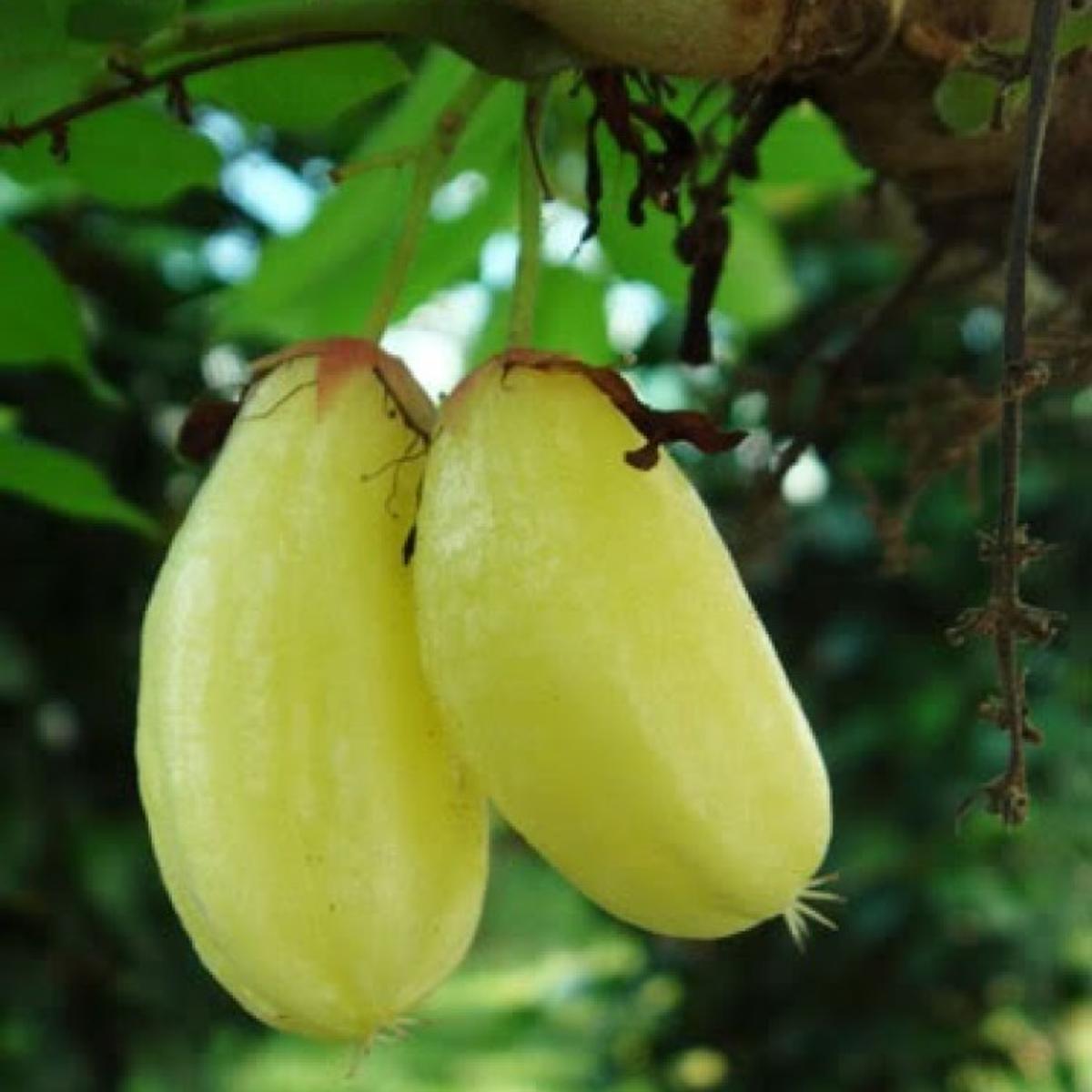 বেলম্ব ফল এর ছবি