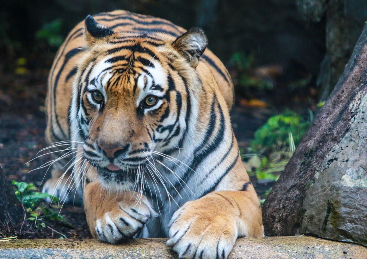 Washington Park Zoo Animals On Staycation Michigan City News Nwitimes Com Washington Park Zoo Animals On Staycation Michigan City News Nwitimes Com