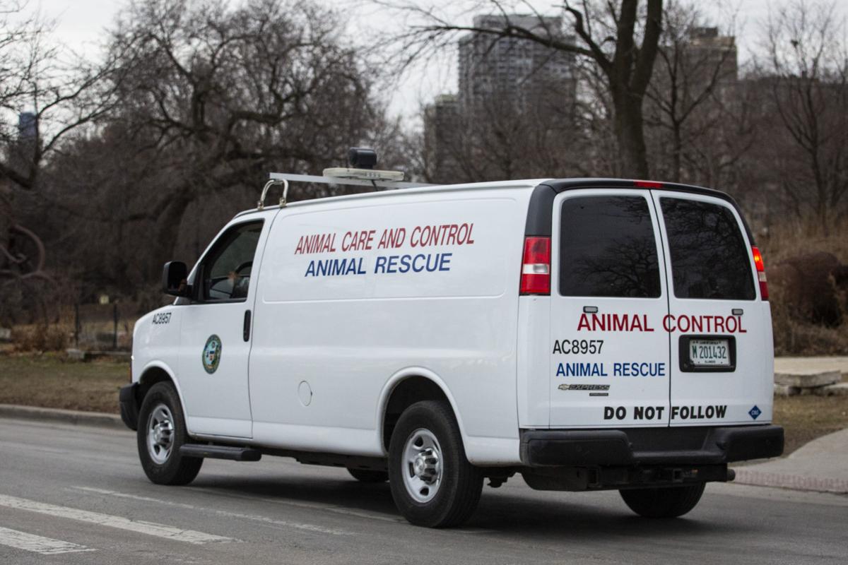 Chicago-Coyote Attacks