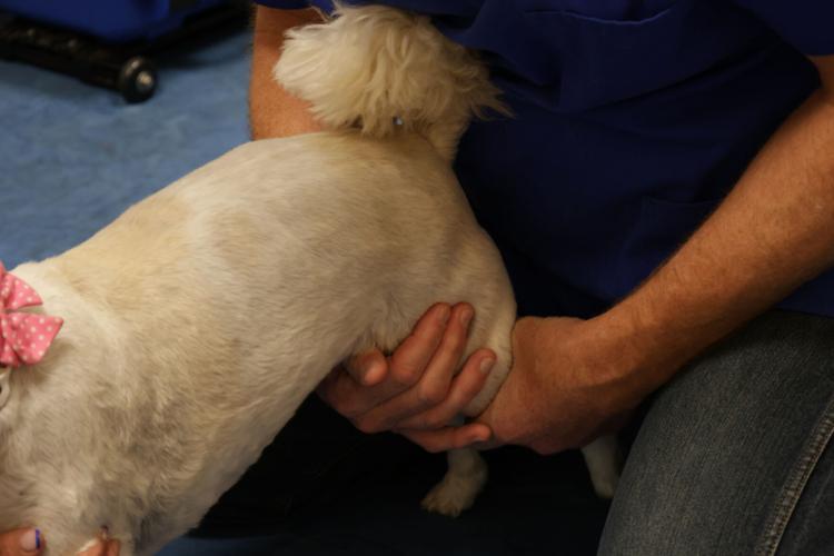 Chiropractic care can help pets with everything from injuries to age-related issues