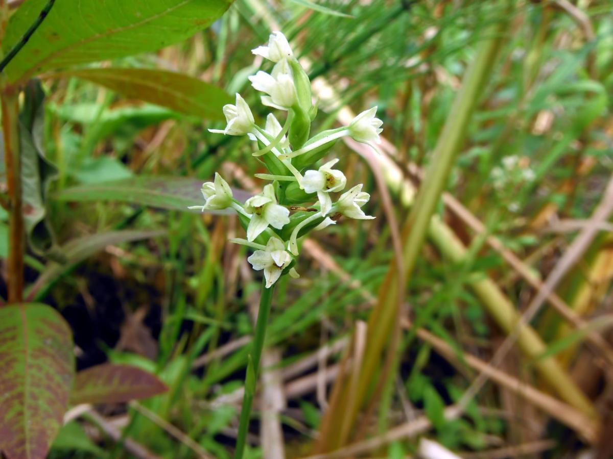 5 plants you can find this weekend at the Indiana Dunes Home & Garden