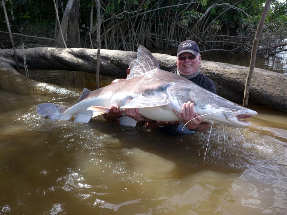Piraiba Catfish take local fisherman for a ride