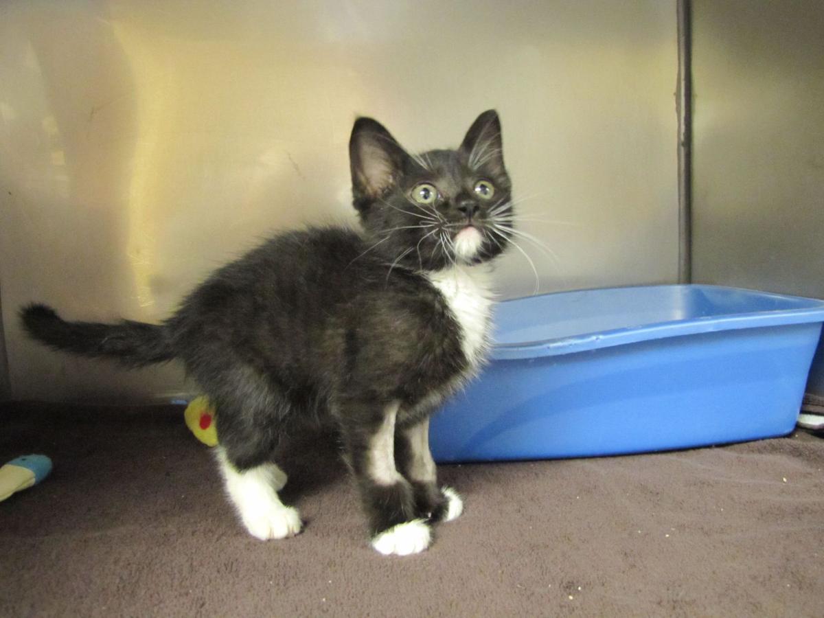 LaPorte kitten recovering after being stomped on, kicked