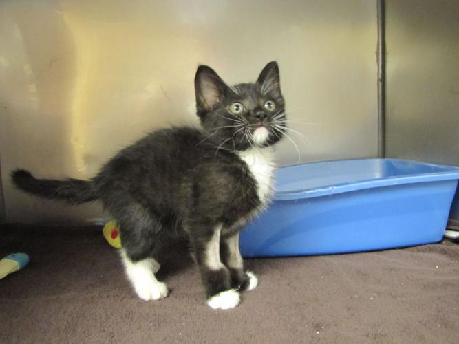 LaPorte kitten recovering after being stomped on, kicked LaPorte kitten recovering after being stomped on, kicked