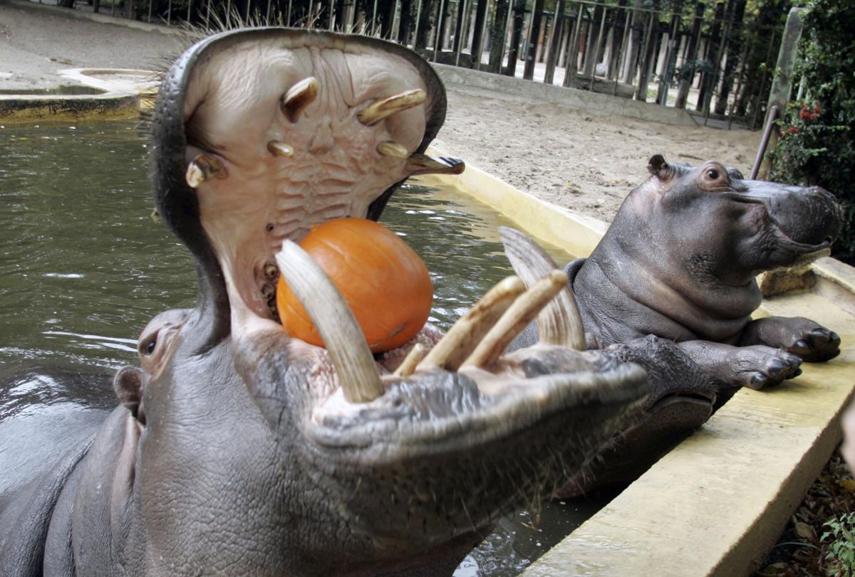 hugfun hippo