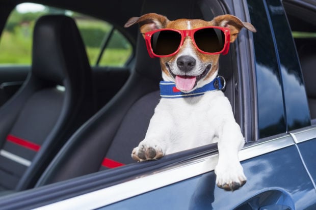 Where Should Dog Ride in SUV? Safety & Comfort Tips