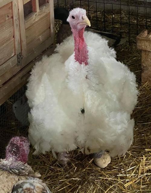 Erin's Farm stolen turkey