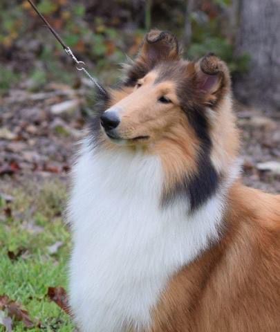 Westminster 'best of' is the leader of the pack at Rohde Collies