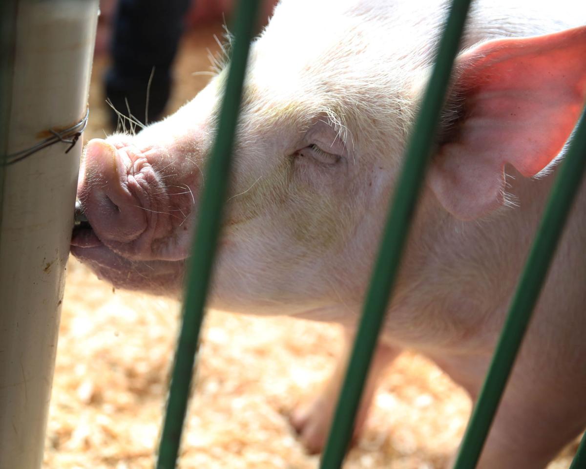 Pig