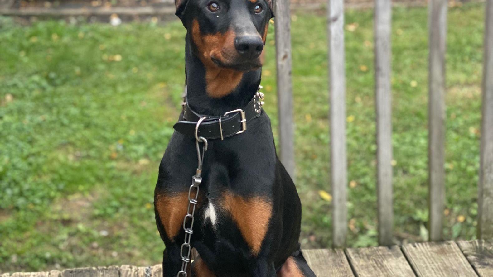 Update Lost Dog Coco Returned To Family In Good Health Owner Says Local News Nwitimes Com