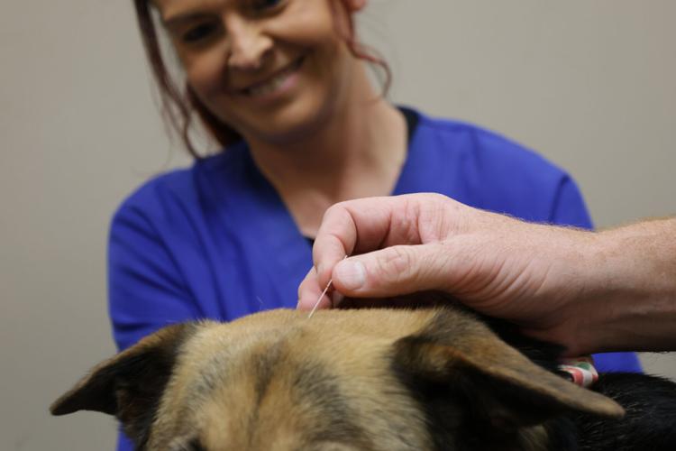 Chiropractic care can help pets with everything from injuries to age-related issues