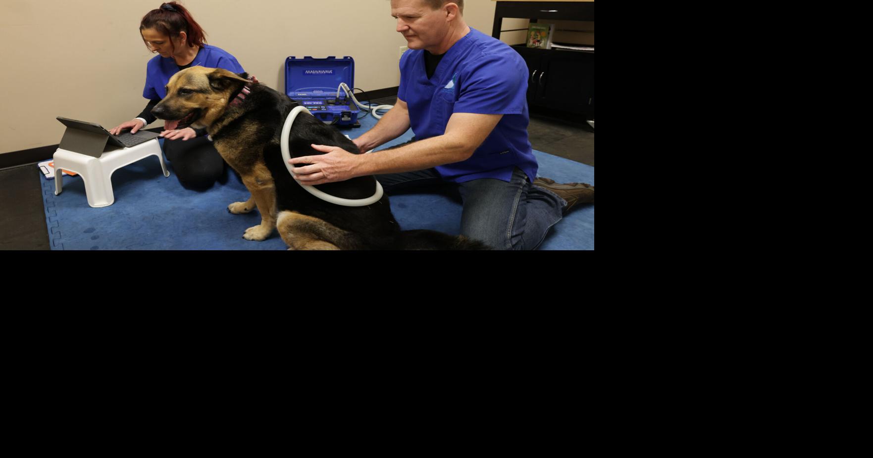 Chiropractic care can help pets with injuries and more