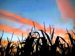 Lost farmland