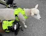 Orland Township's 10th Pet-Palooza