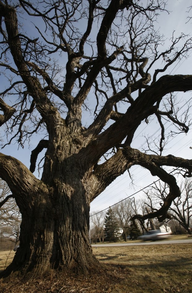 Clear Lake Schools >> Oldest tree in Lake County will be removed : Merrillville Community News Clear Lake Schools >> Oldest tree in Lake County will be removed : Merrillville Community News