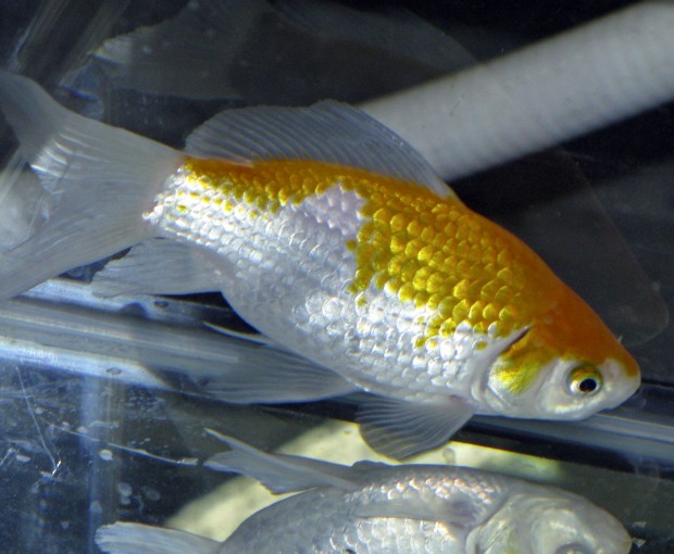 goldfish from the fair alive 