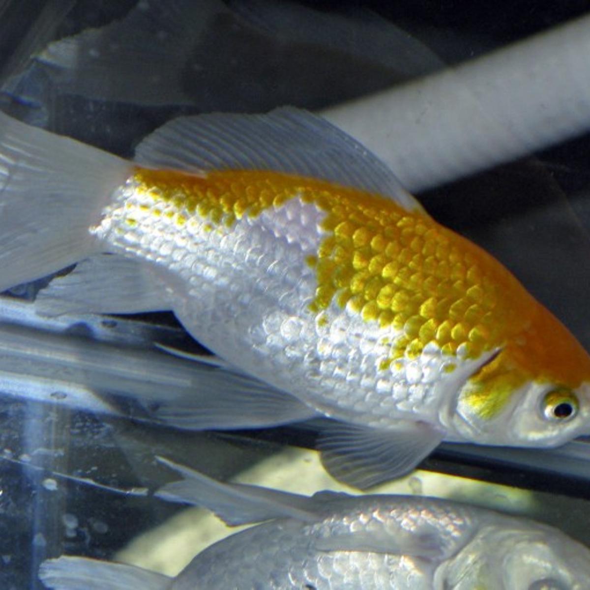 Using Distilled Water For Your Fish Tanks How To Make It Safe