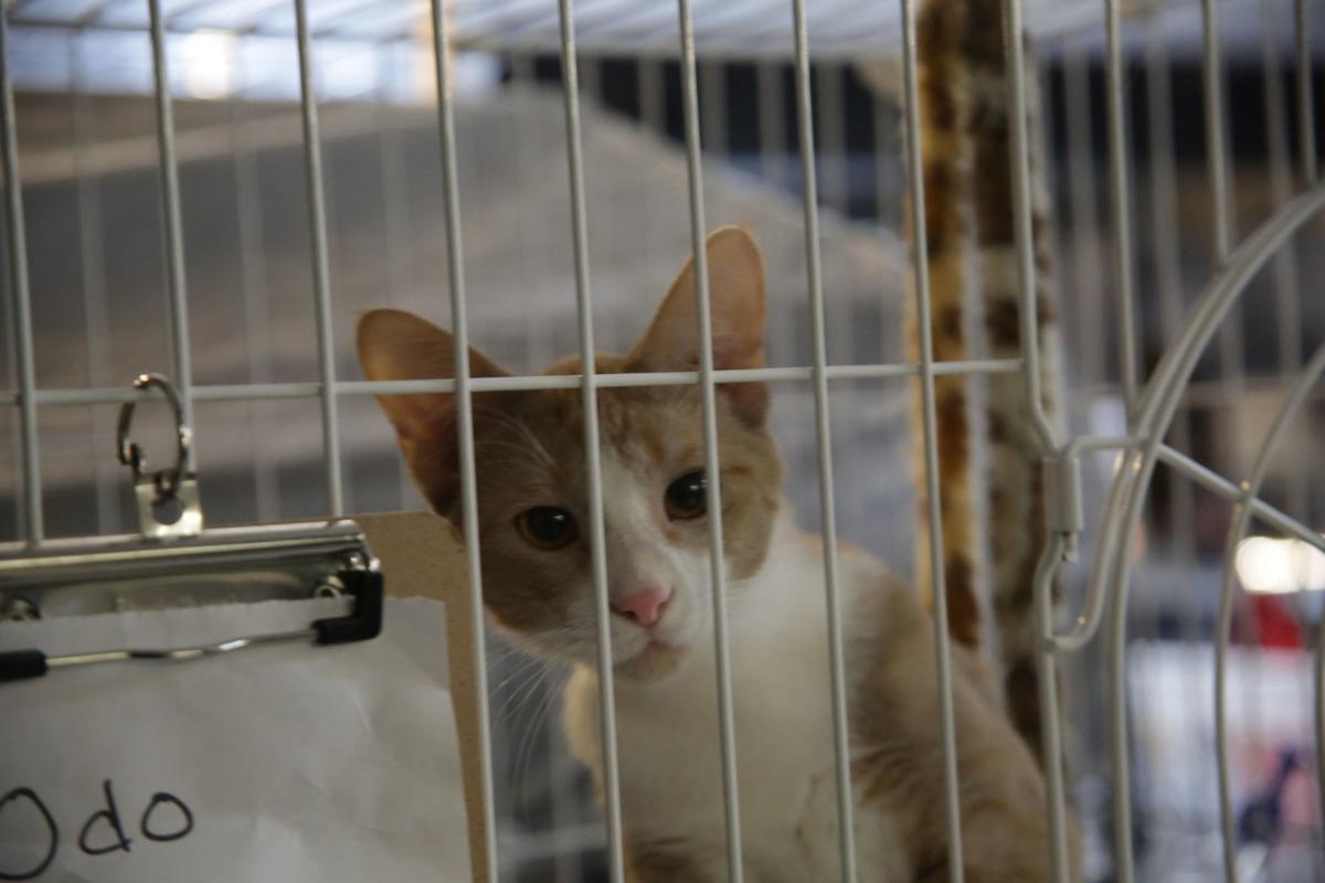 Hobart S Feline Community Network Raising Donations In Preparation