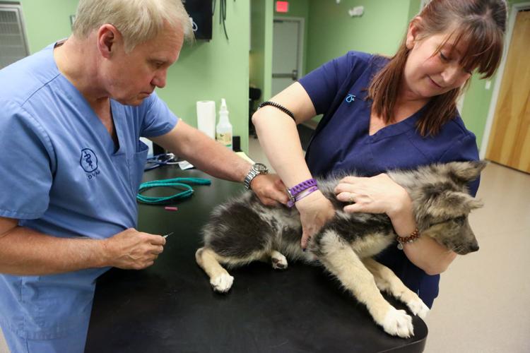 Indiana seeking to curb pet overpopulation at its source Indiana seeking to curb pet overpopulation at its source