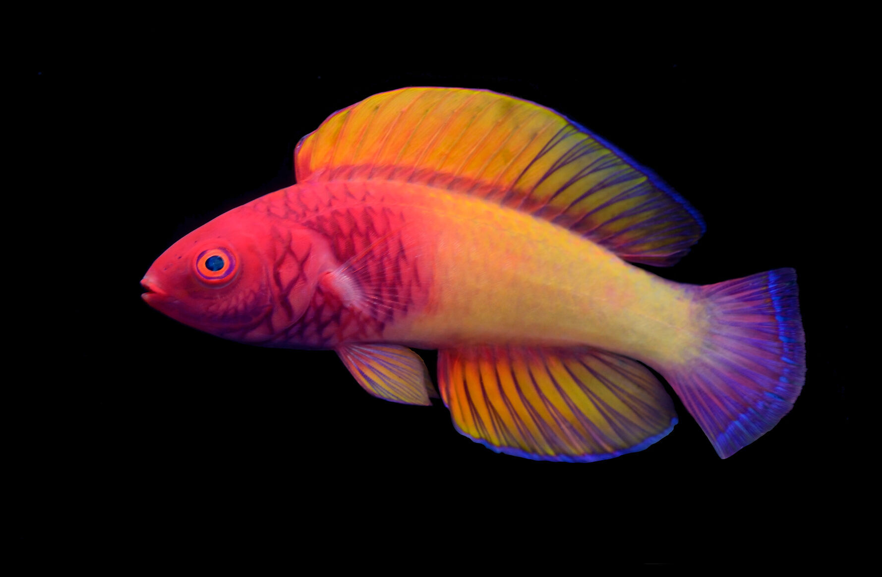 Rainbow fish