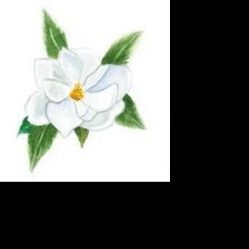 Magnificent magnolias