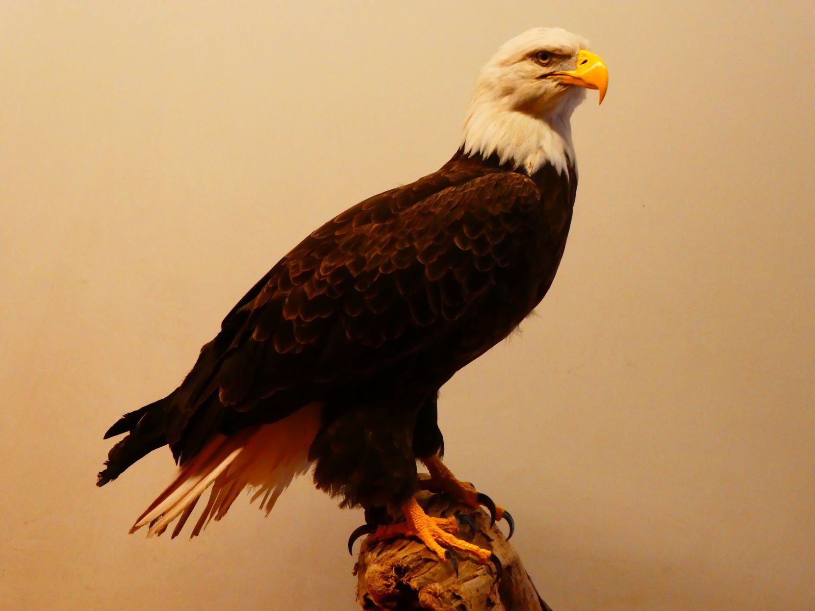 stuffed bald eagle for sale