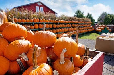 Step inside one of the country’s biggest pumpkin farms
