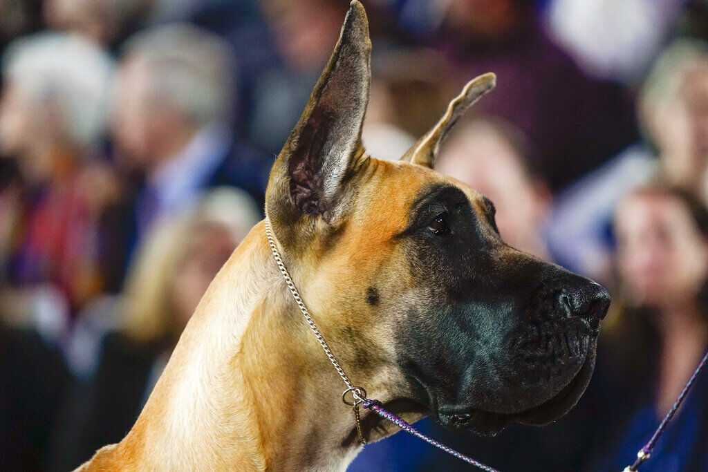 Dog co-owned by Tim McGraw wins new breed at show