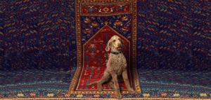 featured-image