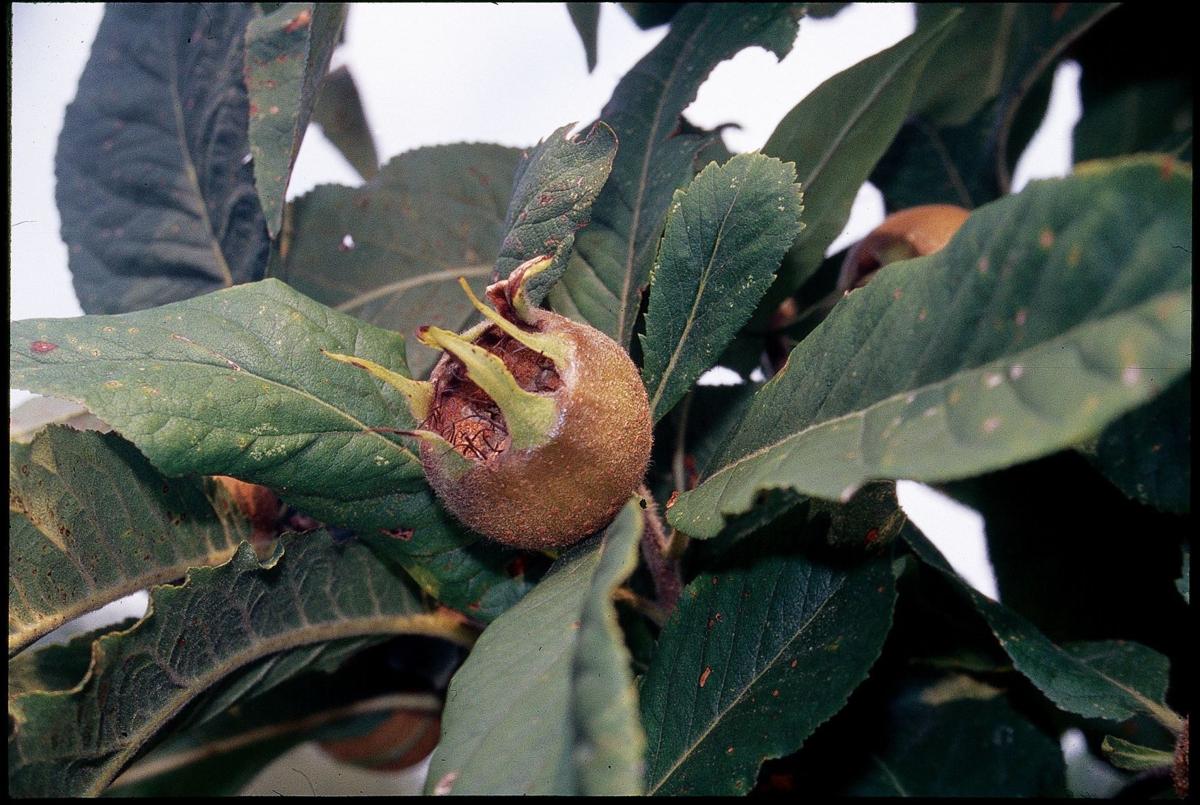Gardening Unusual Fruits